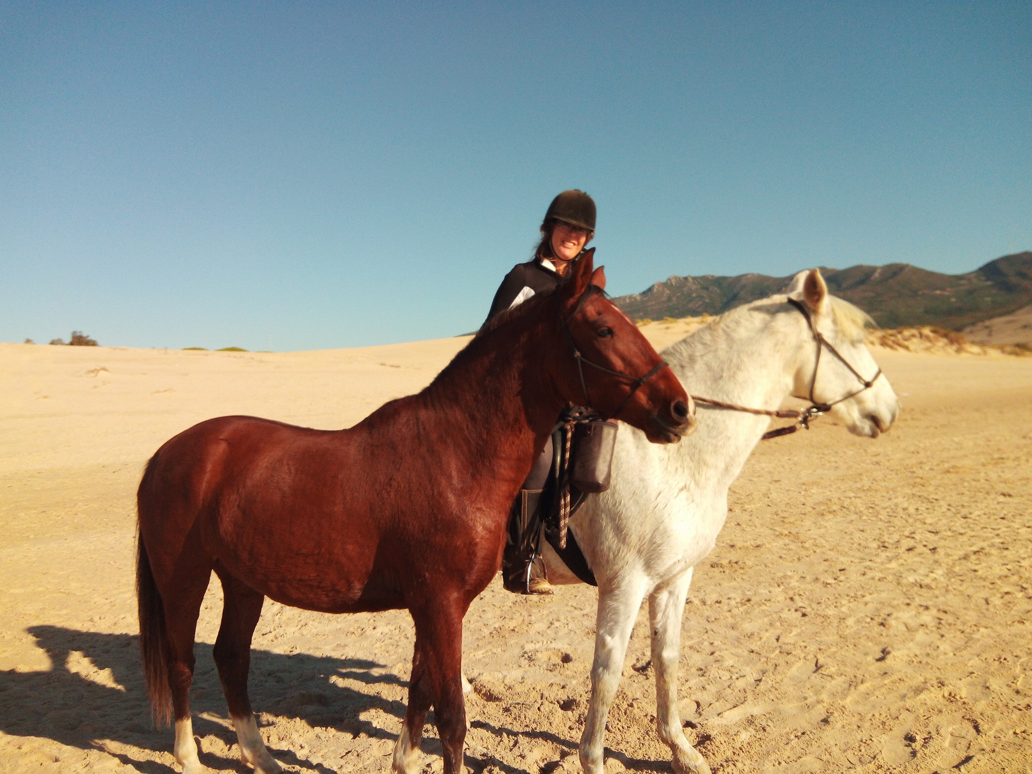 Caballos paseando por la playa
