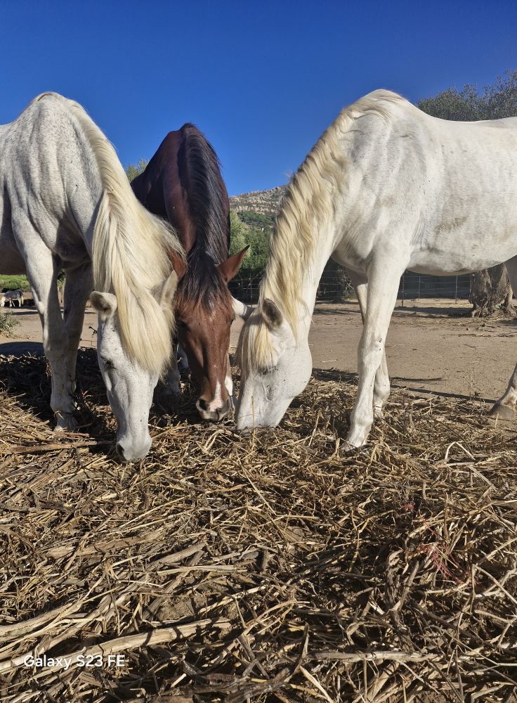 Caballos