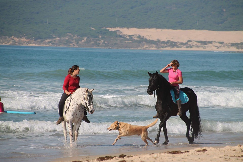 Caballos paseando por la playa