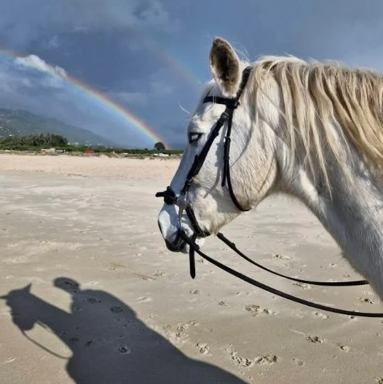 Caballo paseando por la playa