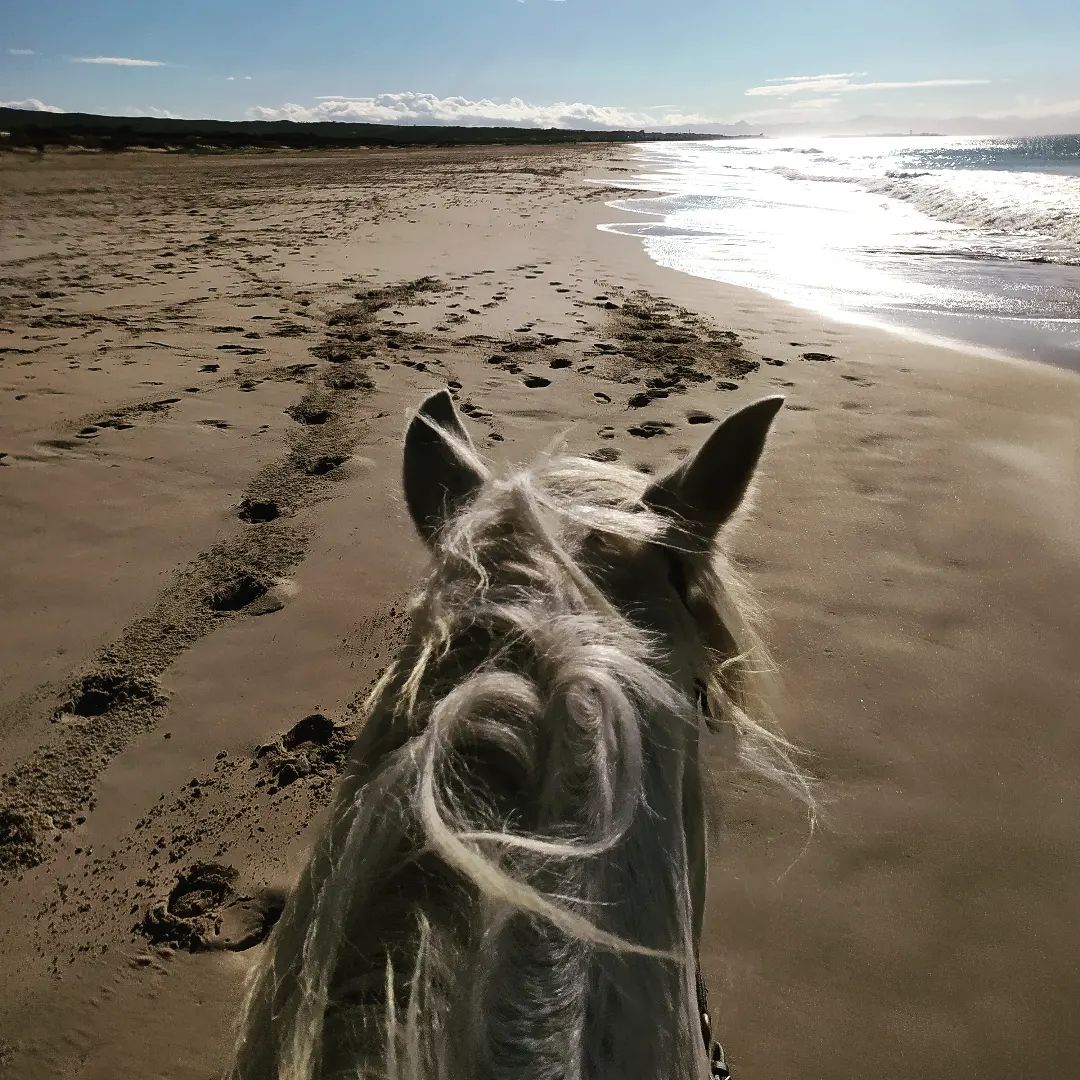 Caballos paseando por la playa