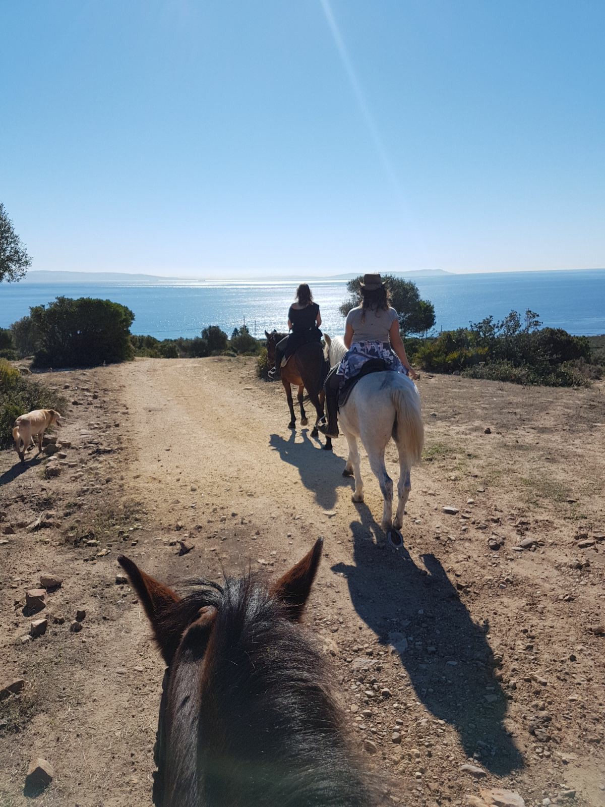 Caballo paseando por la playa