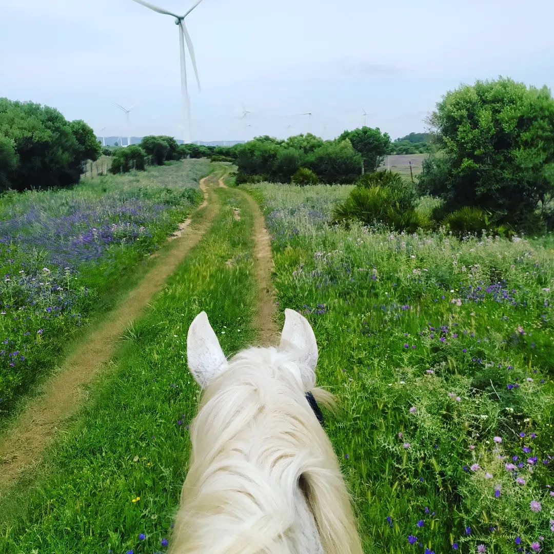Caballos paseando por el pinar